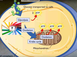 Biology animations in YouTube channel by McGraw-Hill