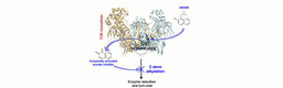 Ectopic activation of suicide inhibitors