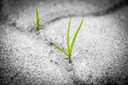 Surviving and Thriving in Academia – The “Ten Commandments” to Staying Sane During a PhD