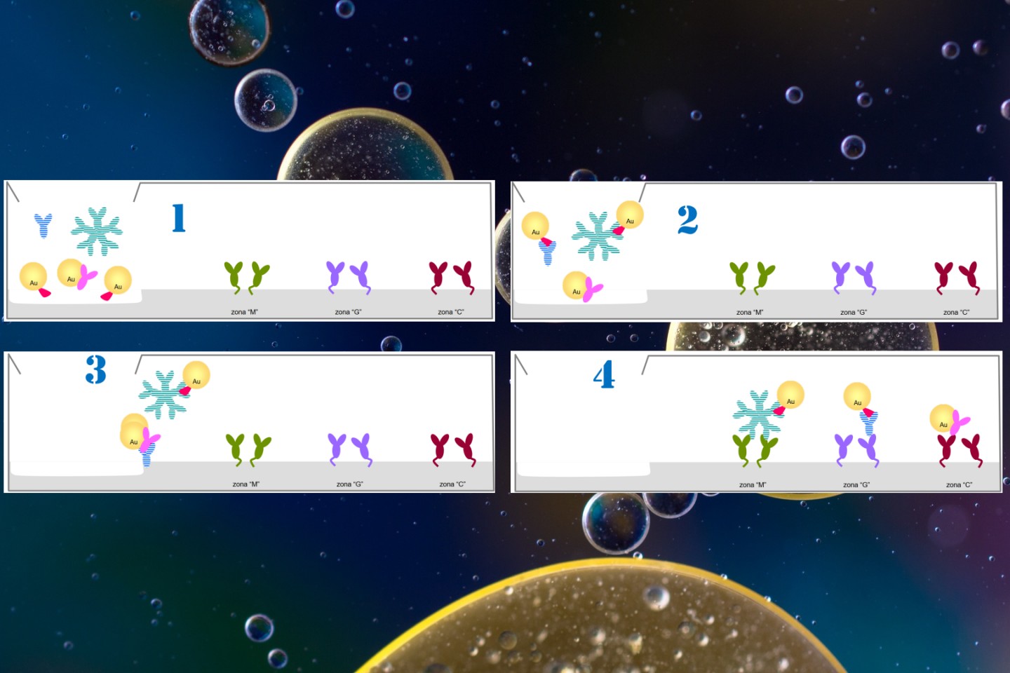 Rapid tests for coronavirus: how do they work?