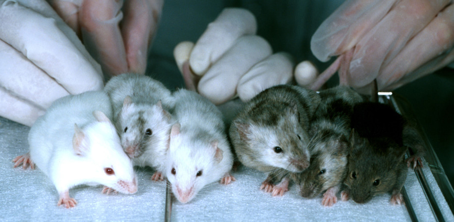 Transparency in Animal Experimentation