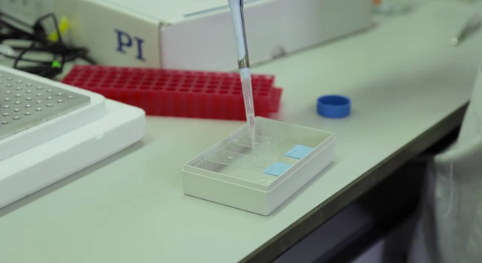 QMUL Science Alive:  In situ Hybridisation