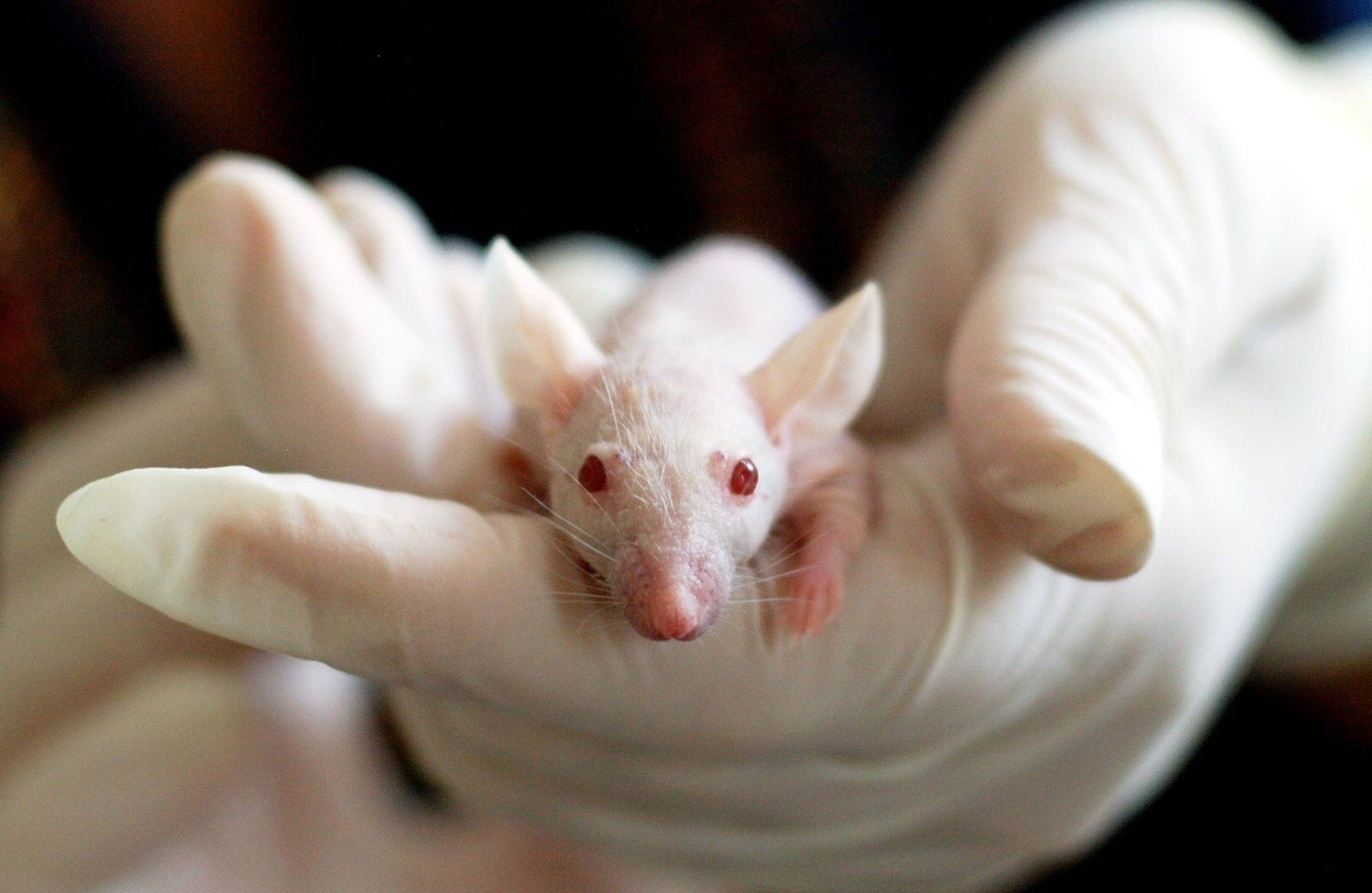 The Animal Welfare Body (AWB) – A catalyst for progress