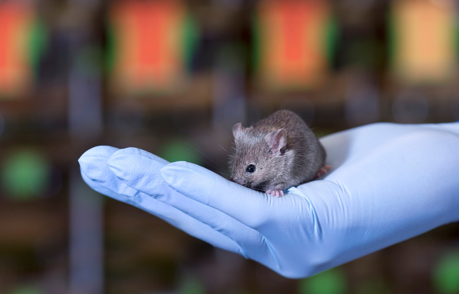 EMMA – the European Mouse Mutant Archive at INFRAFRONTIER