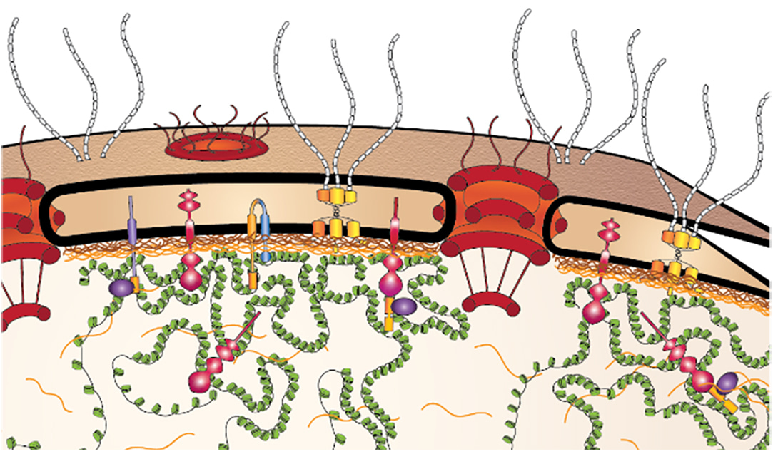 Special issues on the nuclear envelope and the nuclear pore complex