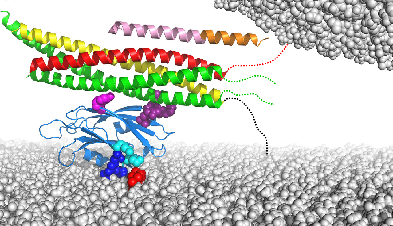 Upcoming FEBS Open Bio Webinar: How much can we trust crystal and NMR structures of weak protein complexes? 