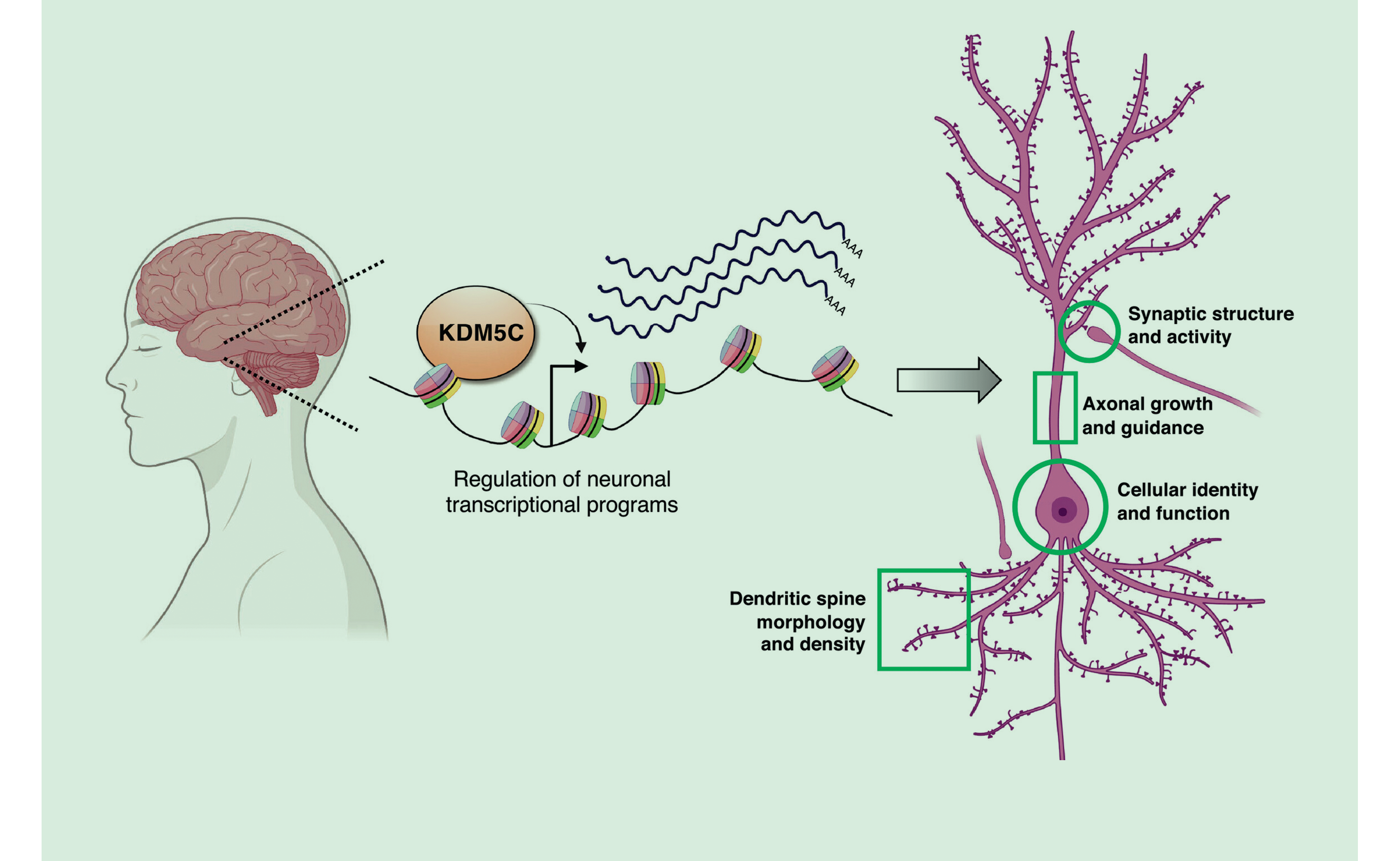 The FEBS Journal Subject Collection: Developmental pathways in disease