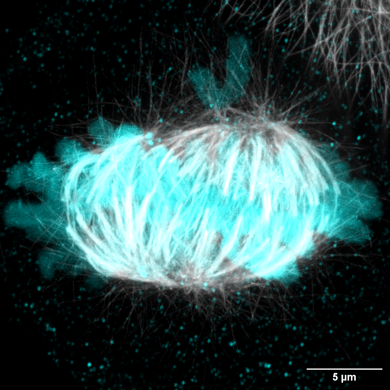 From meteorites to multipolar mitosis