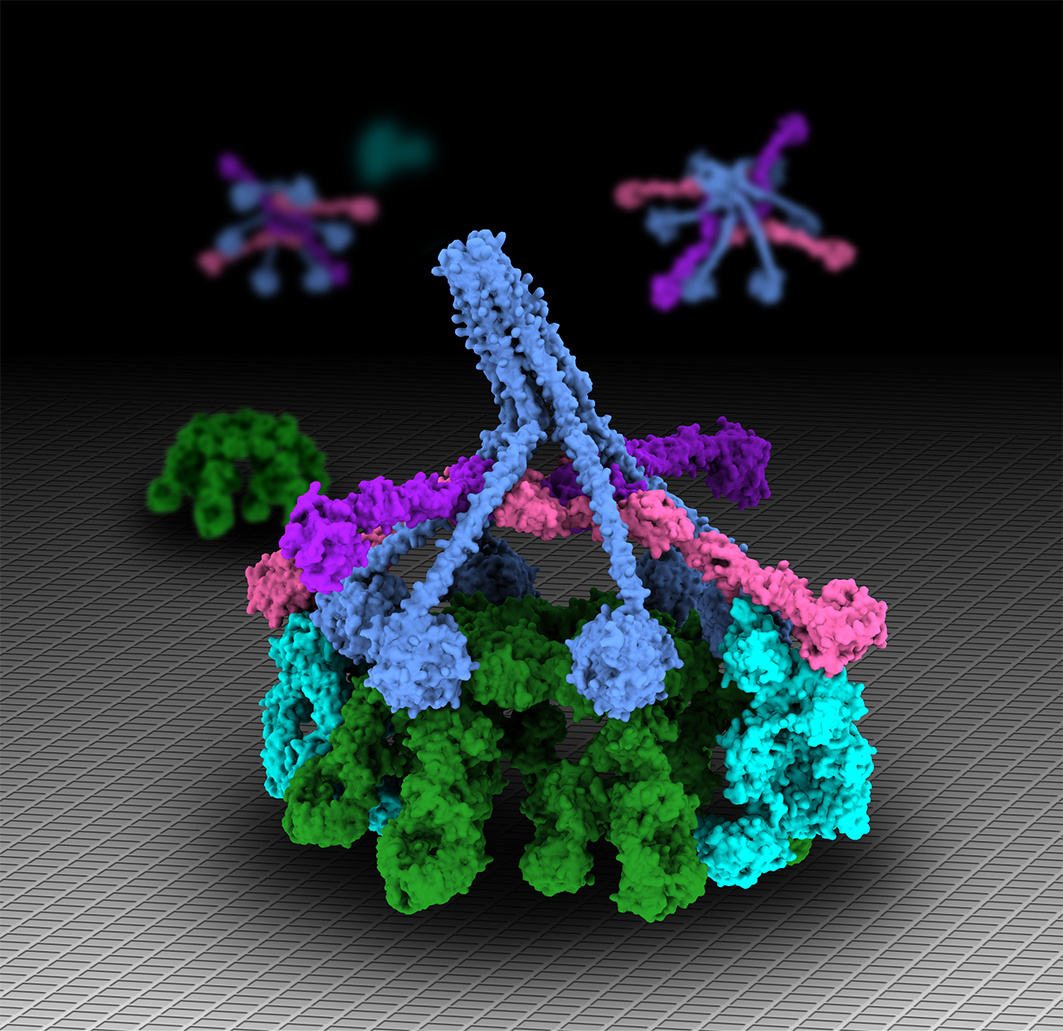 Microbes and Complement Special Issue