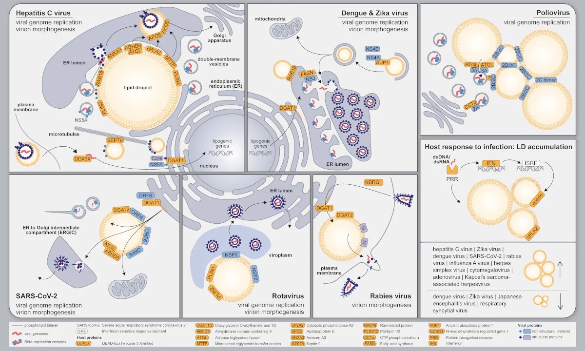 Graphical Reviews: Illustrating Biochemistry