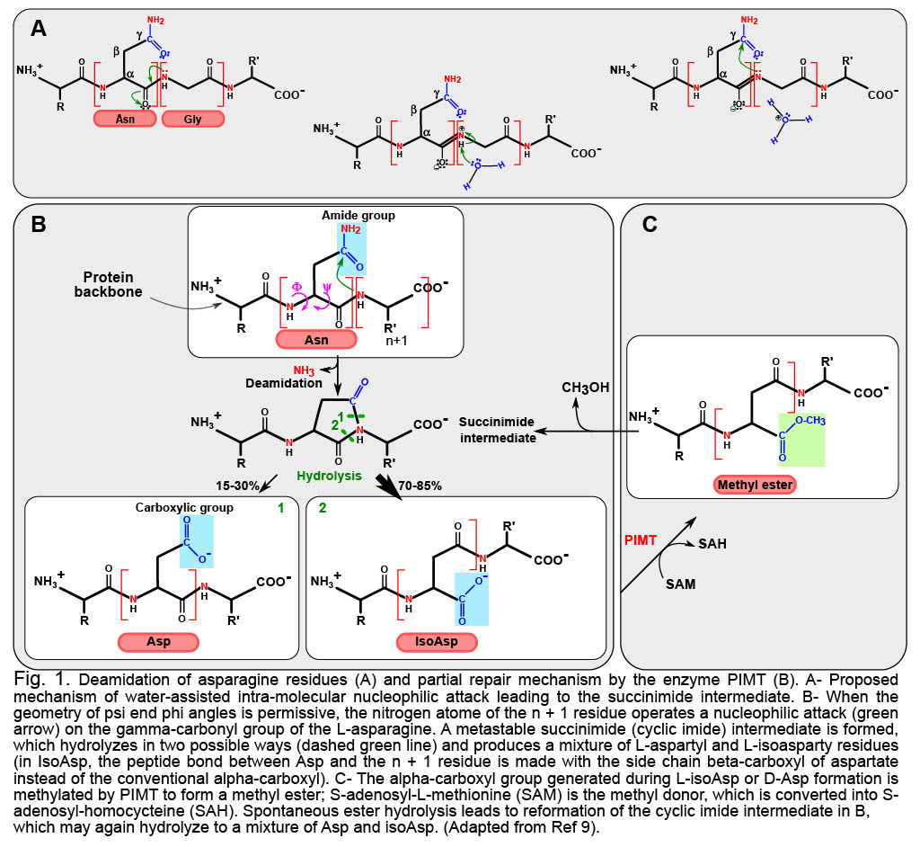 Deamidation as a ticking bomb in proteins: An evolutionarily conserved, yet still enigmatic, mechanism of instability