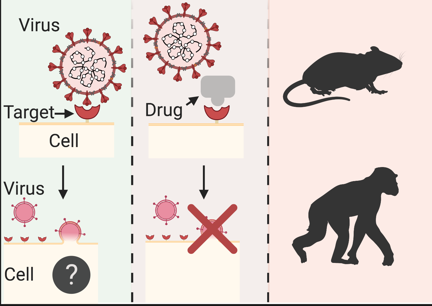 COVID-19 drug targets: understanding endocytosis