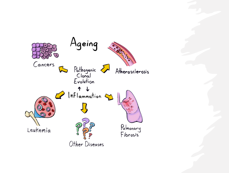 Ageing and cancer: beyond drawing molecular parallels
