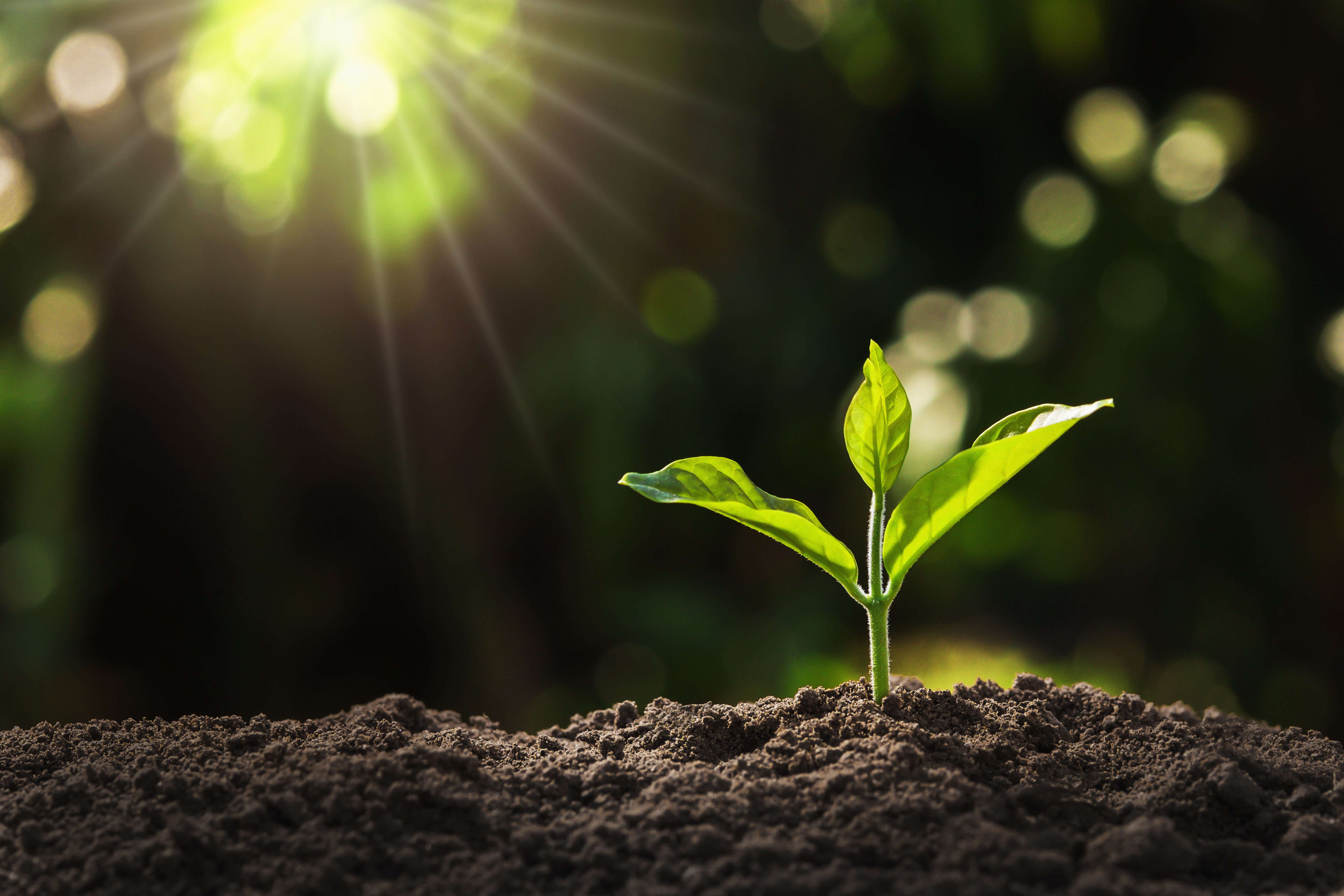 Subject Collection: Plant stress responses