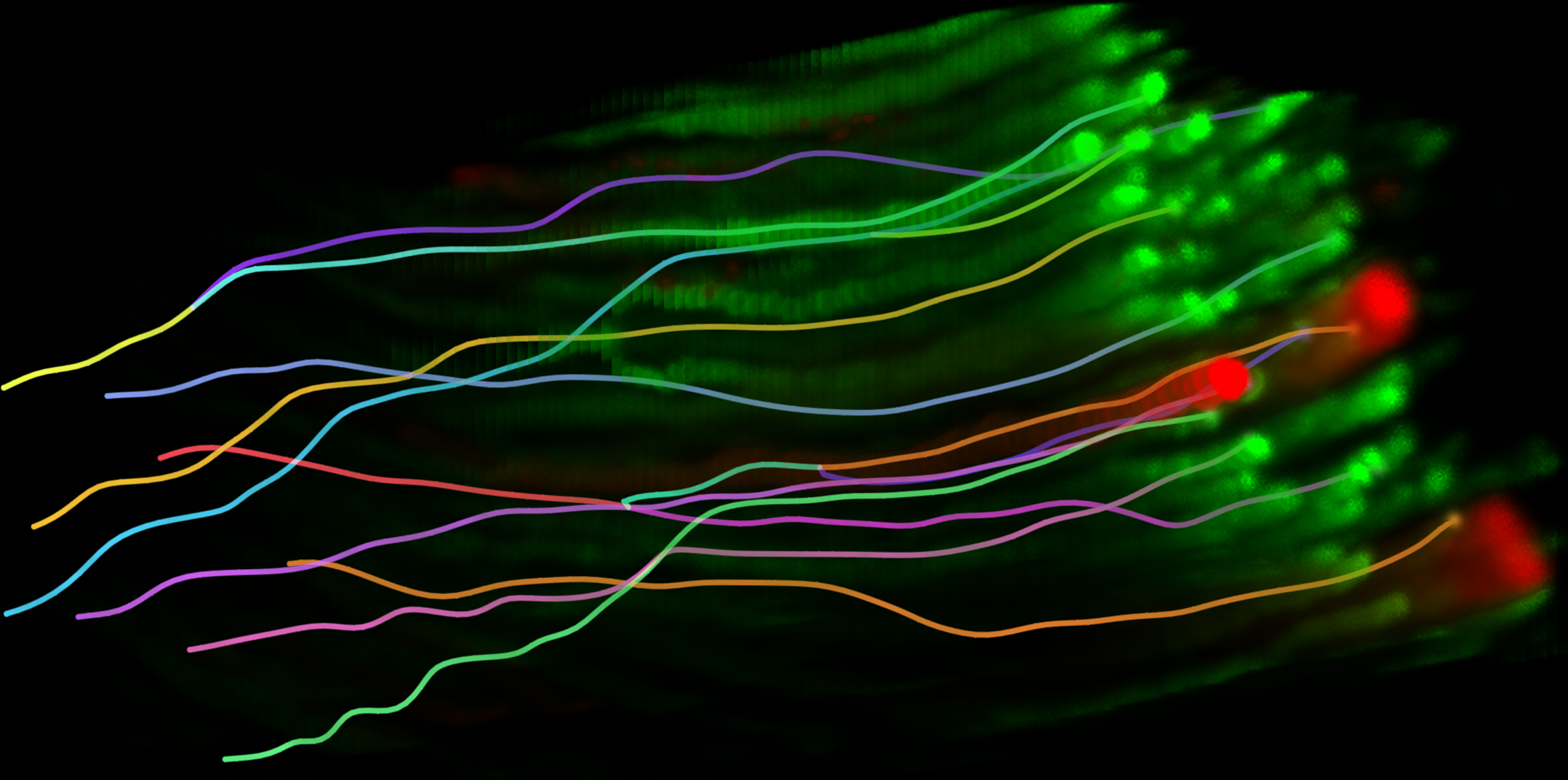 Biohub Calls on AI Community to Transform 3D Cell Tracking