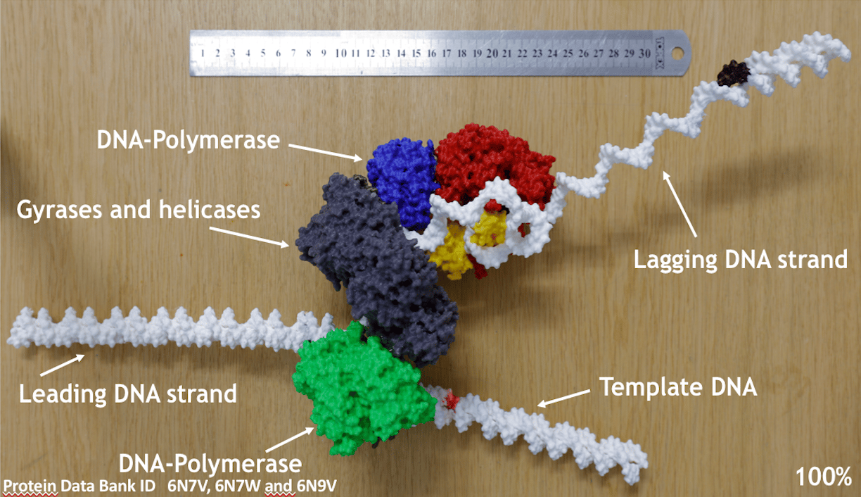 3D printing as a cheap way of creating macromolecular models usable for teaching 