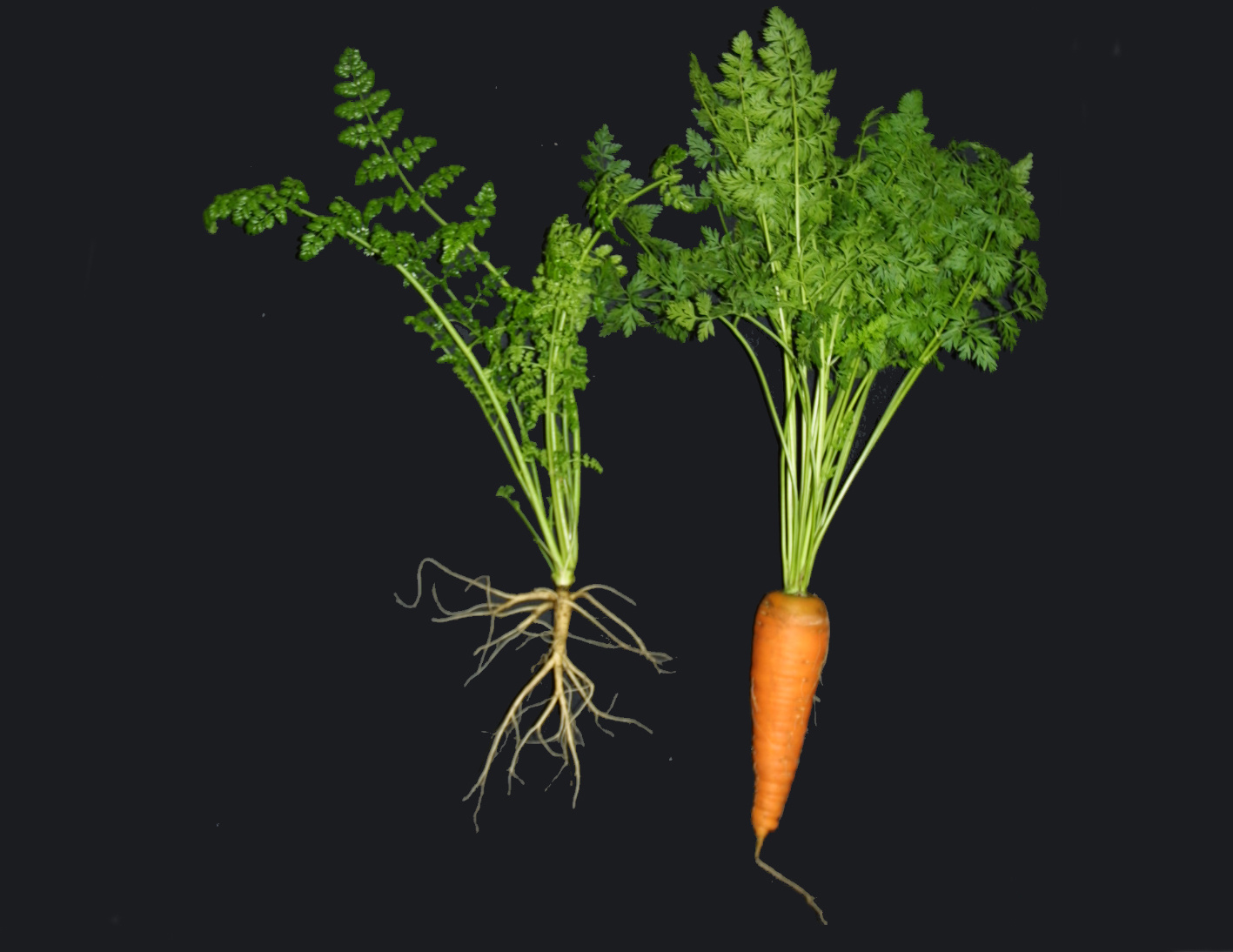 The EU Court of Justice extends the GMO Directive to gene-edited organisms