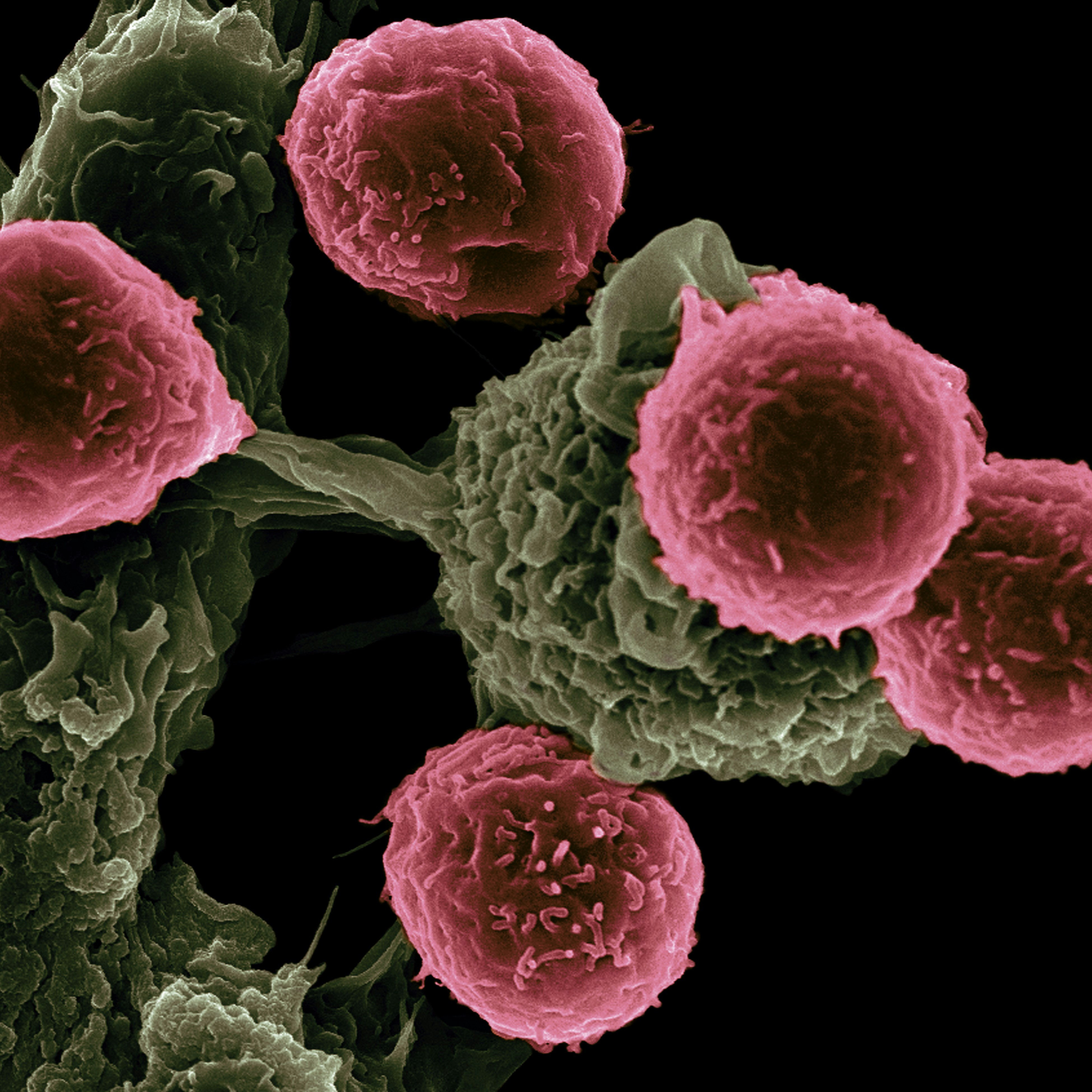 Journal club on emerging concepts in Molecular Oncology – A Junior Ambassador activity