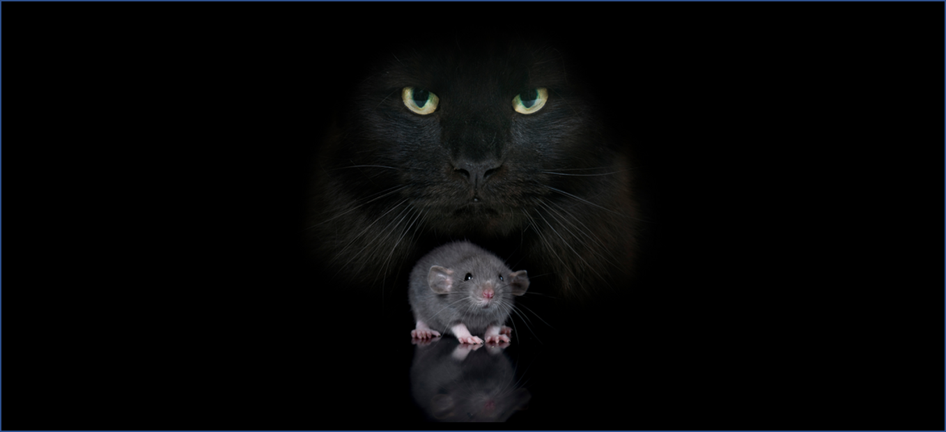 Fear of GAD