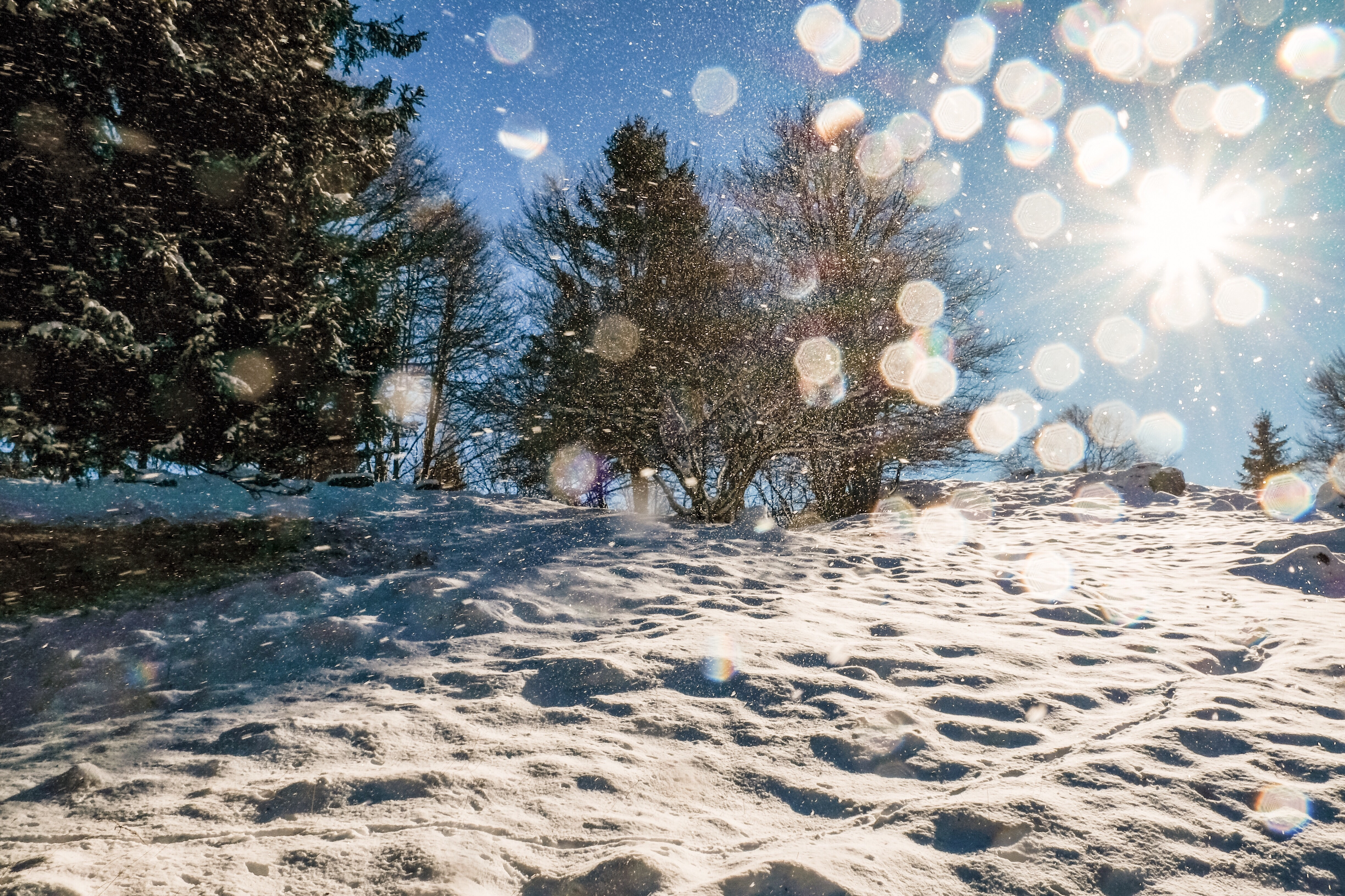 Season’s greetings from FEBS and a look back at the year